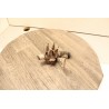 bougie prechauffage circuit refroidissement renault espace 3